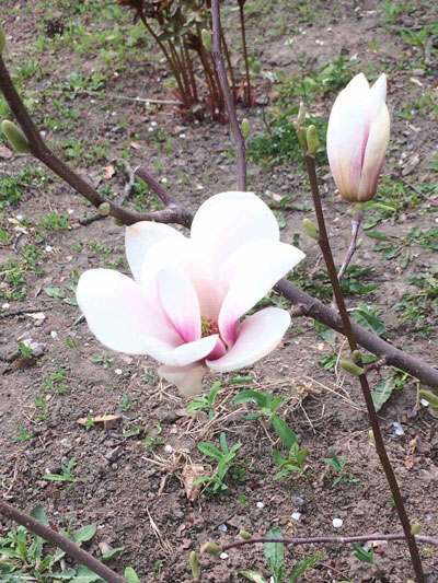 20 04 10 magnolia01