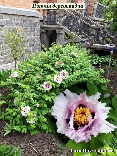 20 05 07 dendropark5 01