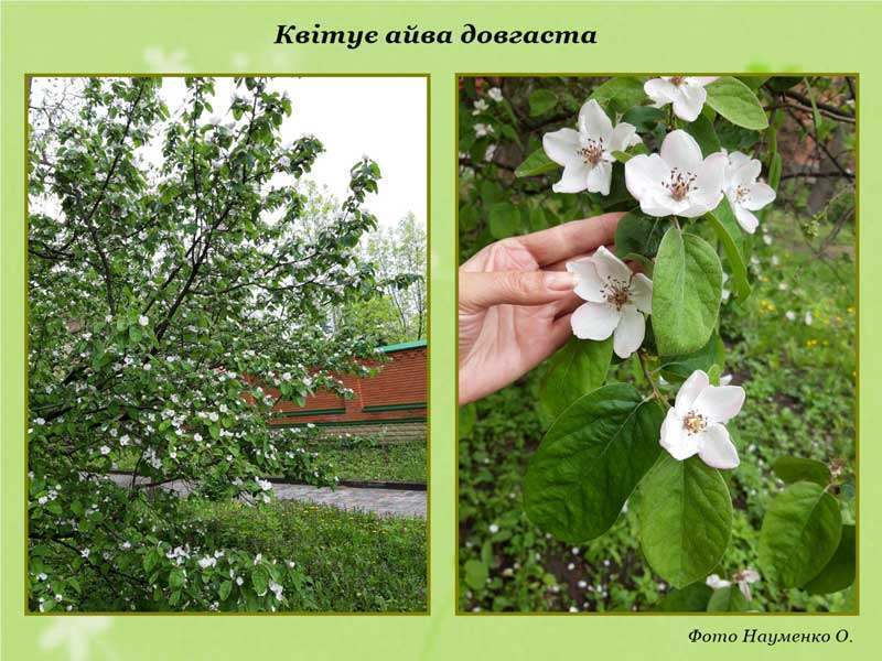 20 05 07 dendropark5 02