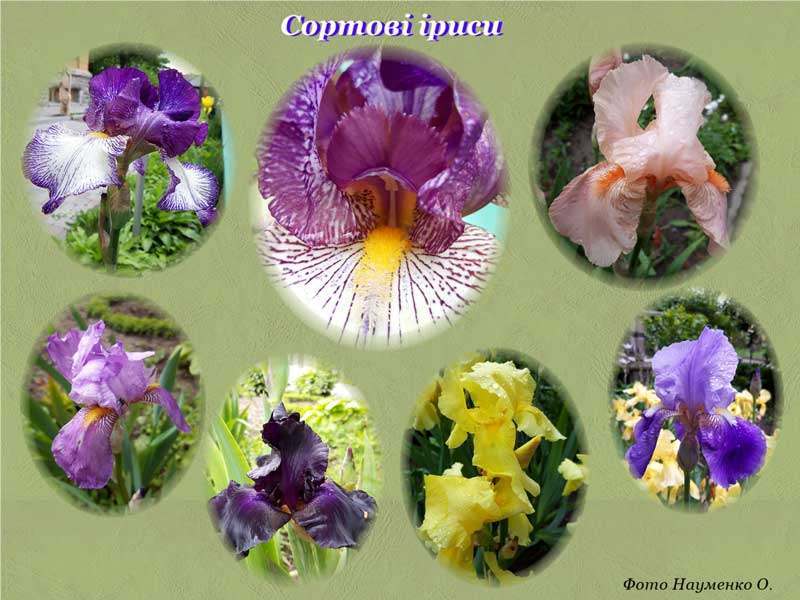 20 05 24 dendropark00