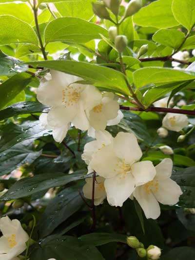 20 05 24 dendropark02