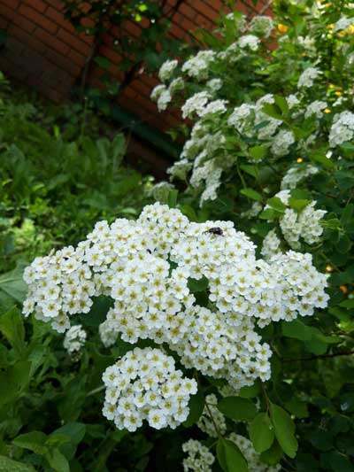 20 05 24 dendropark02