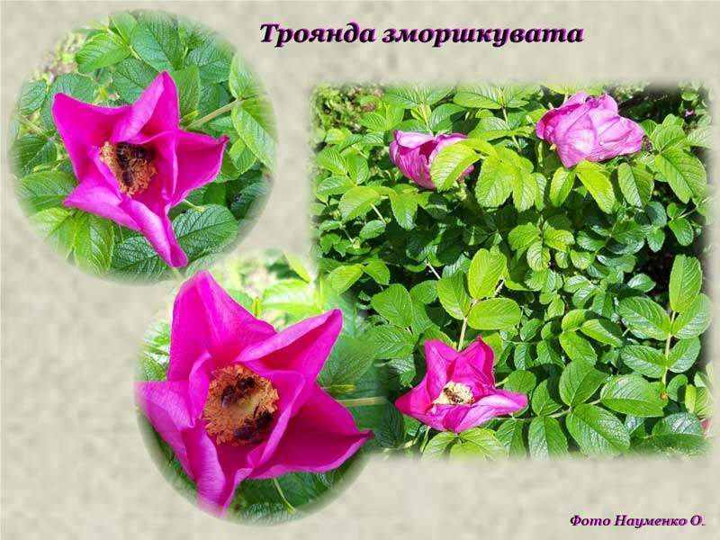 20 05 24 dendropark04