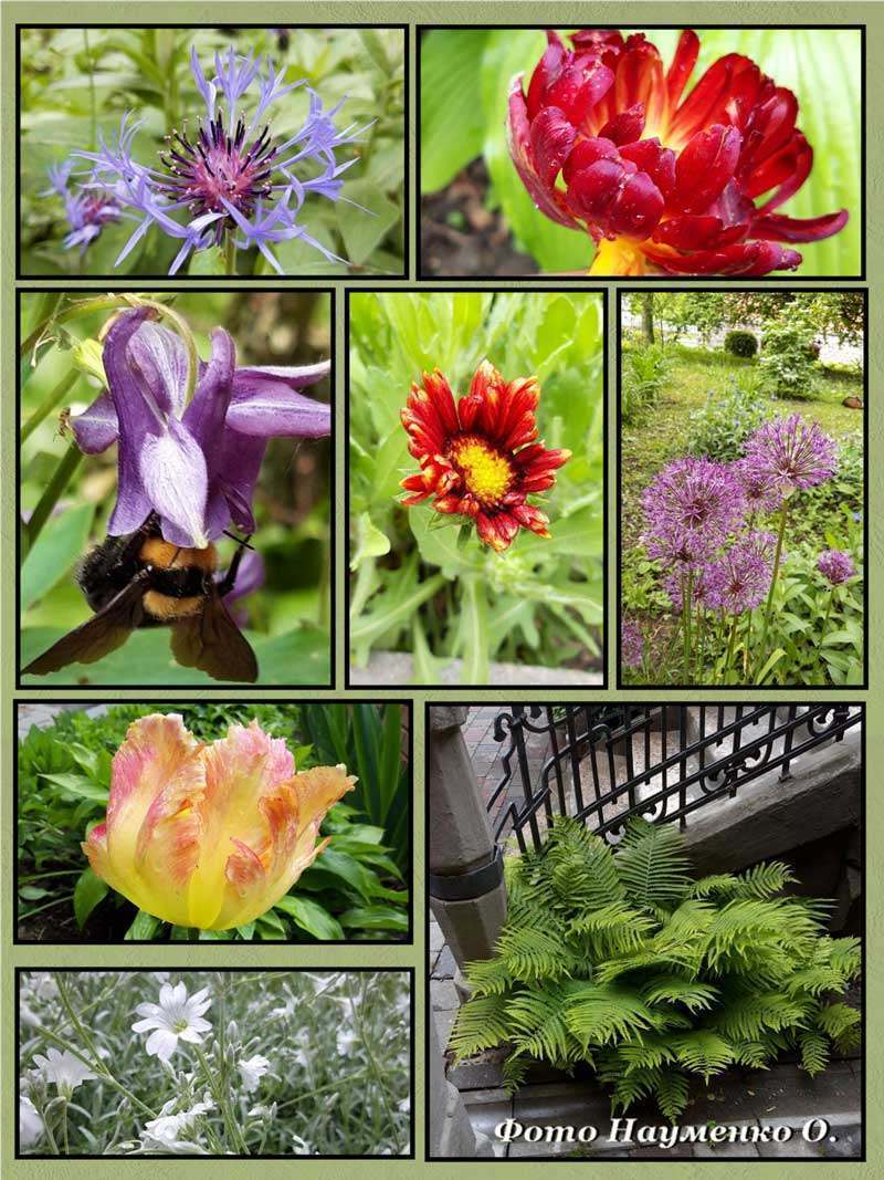 20 05 24 dendropark04