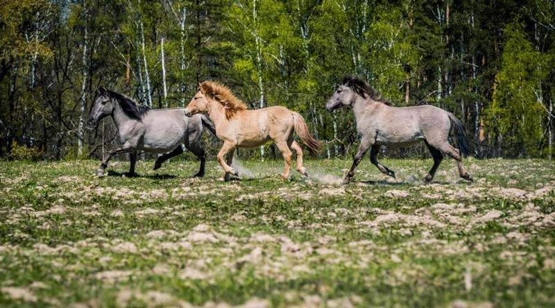 20 09 01 znykli tvaryny01