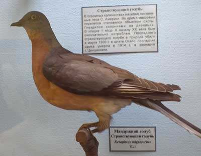 20 09 01 znykli tvaryny04