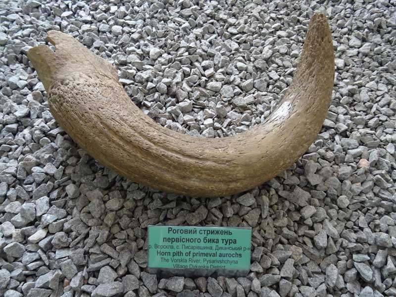 20 09 01 znykli tvaryny01