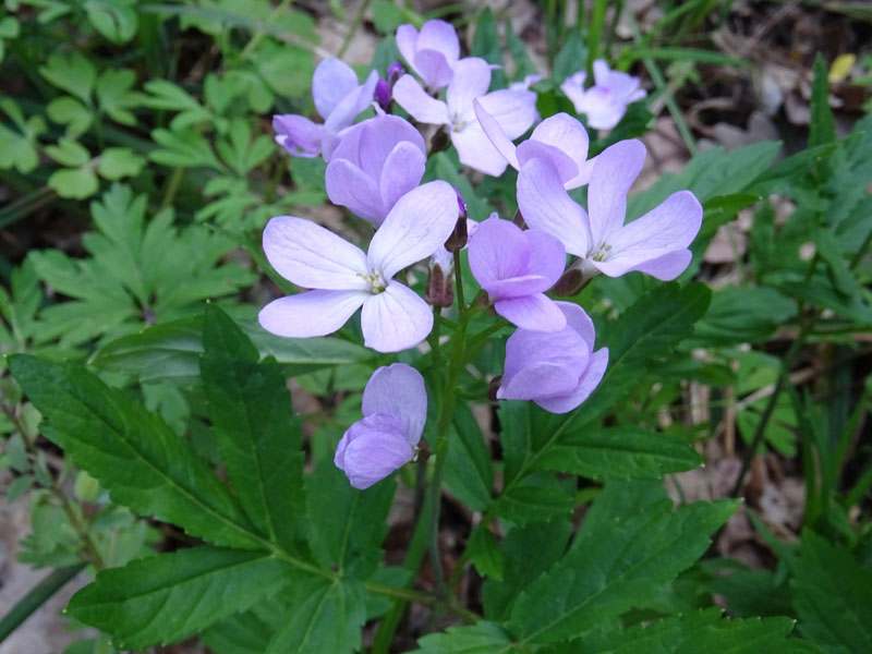 21 05 22 bioriznomanitya01