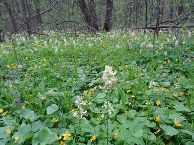 21 05 22 bioriznomanitya01