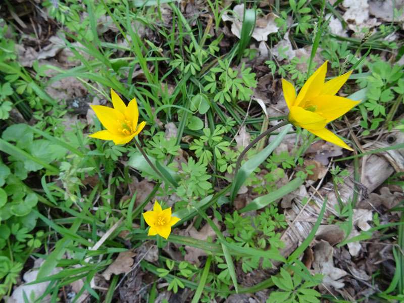 21 05 22 bioriznomanitya01