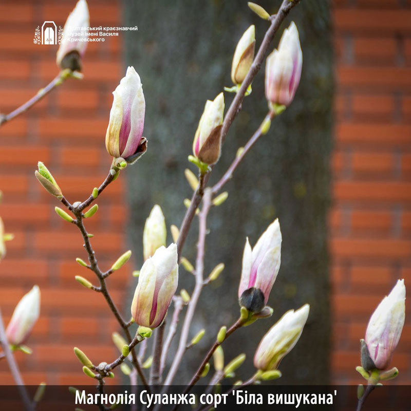 23 04 21 magnolia01