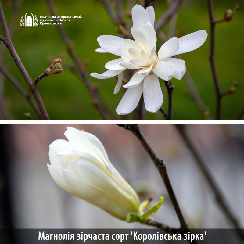 23 04 21 magnolia01