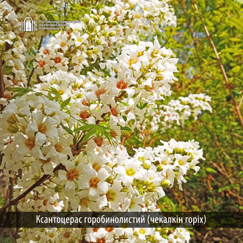 23 06 19 ustymivka01