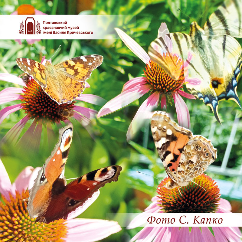 23 08 01 ehinaceya01