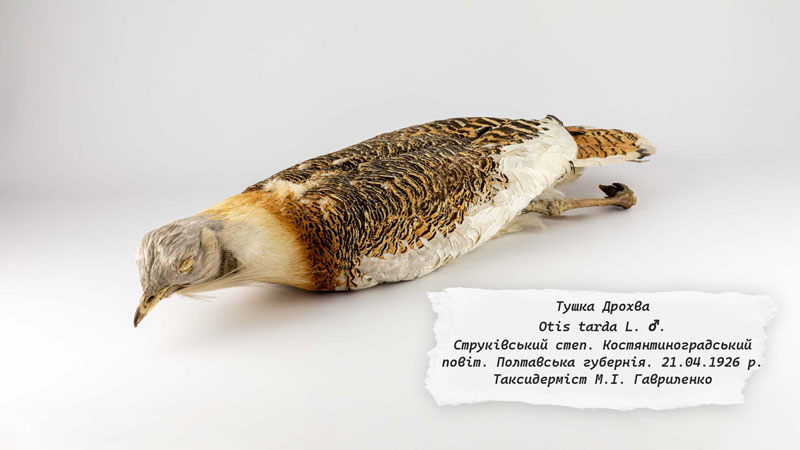 26 01 13 gavrilenka01