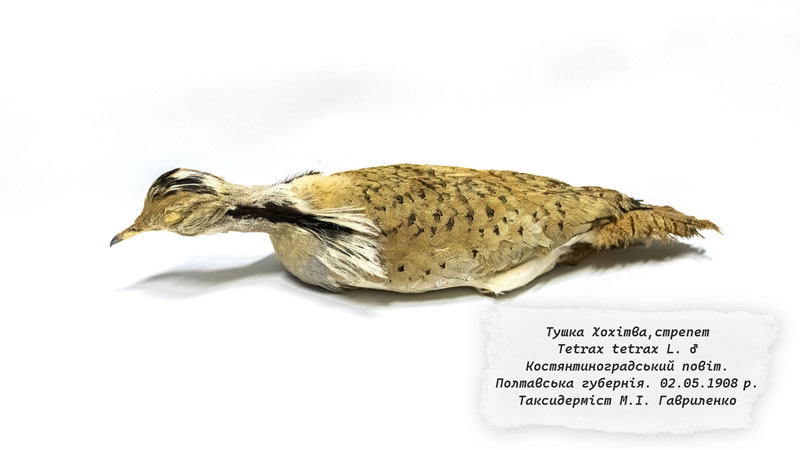 26 01 13 gavrilenka01