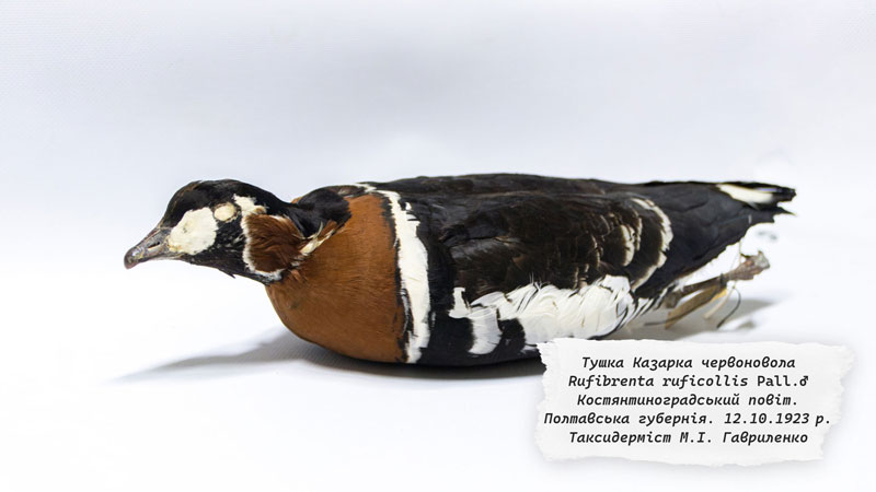 26 01 13 gavrilenka01