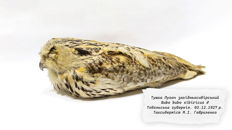 26 01 13 gavrilenka01