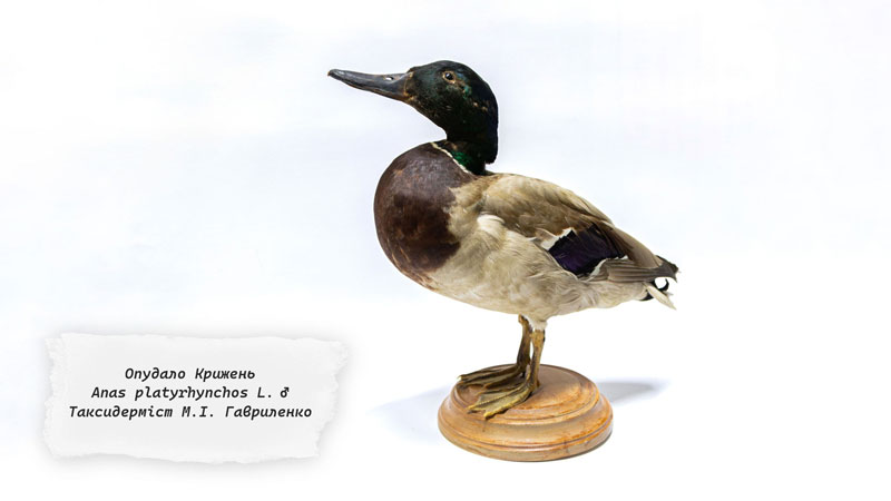 26 01 13 gavrilenka01