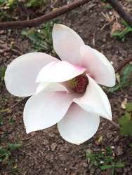 20 04 10 magnolia01