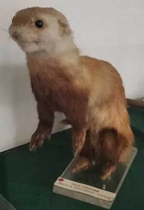 20 06 06 red book 02